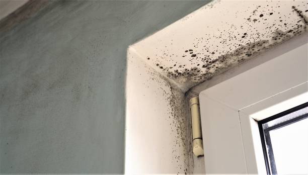 Best Mold Prevention Services  in USA